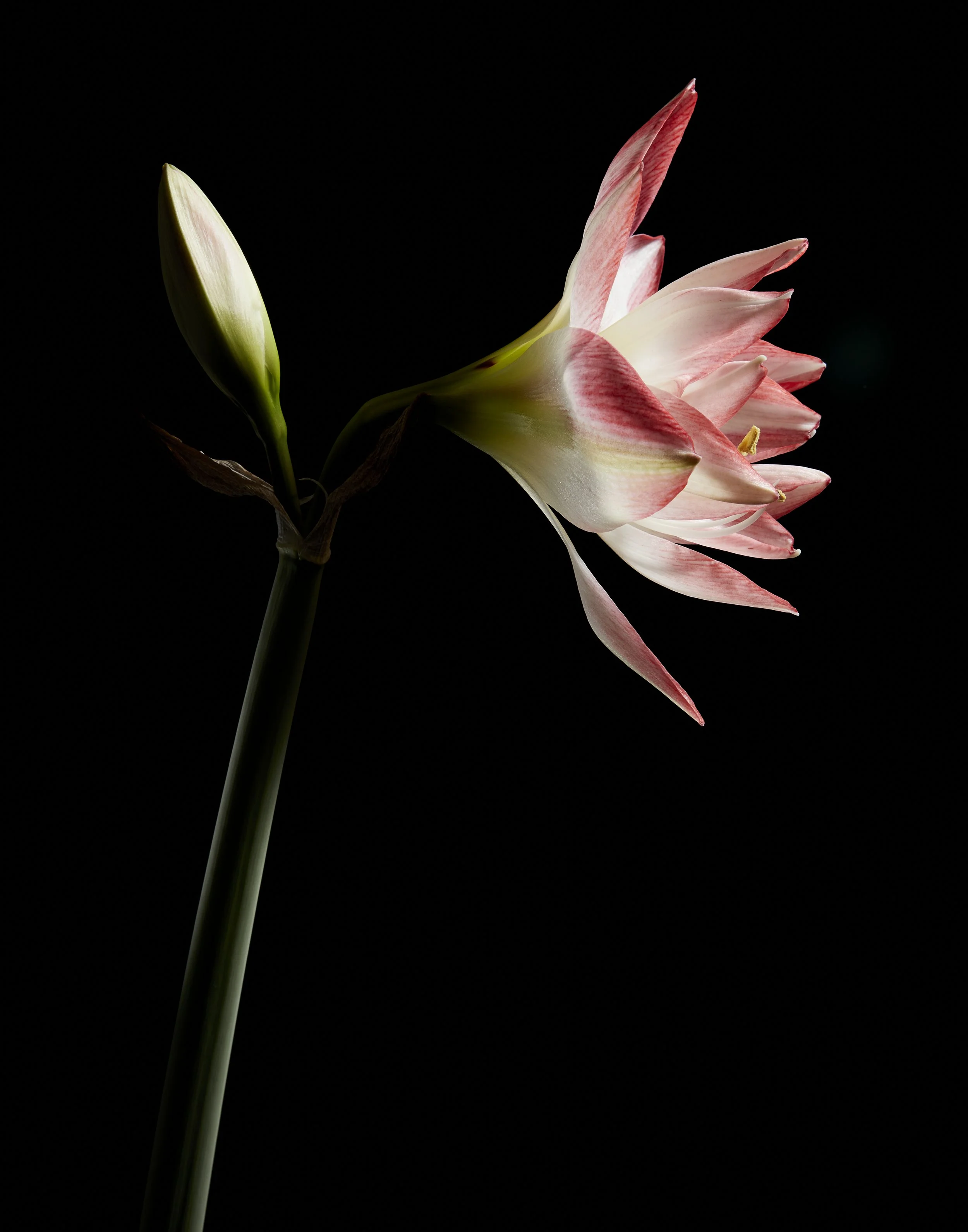 Amaryllis5814.jpg