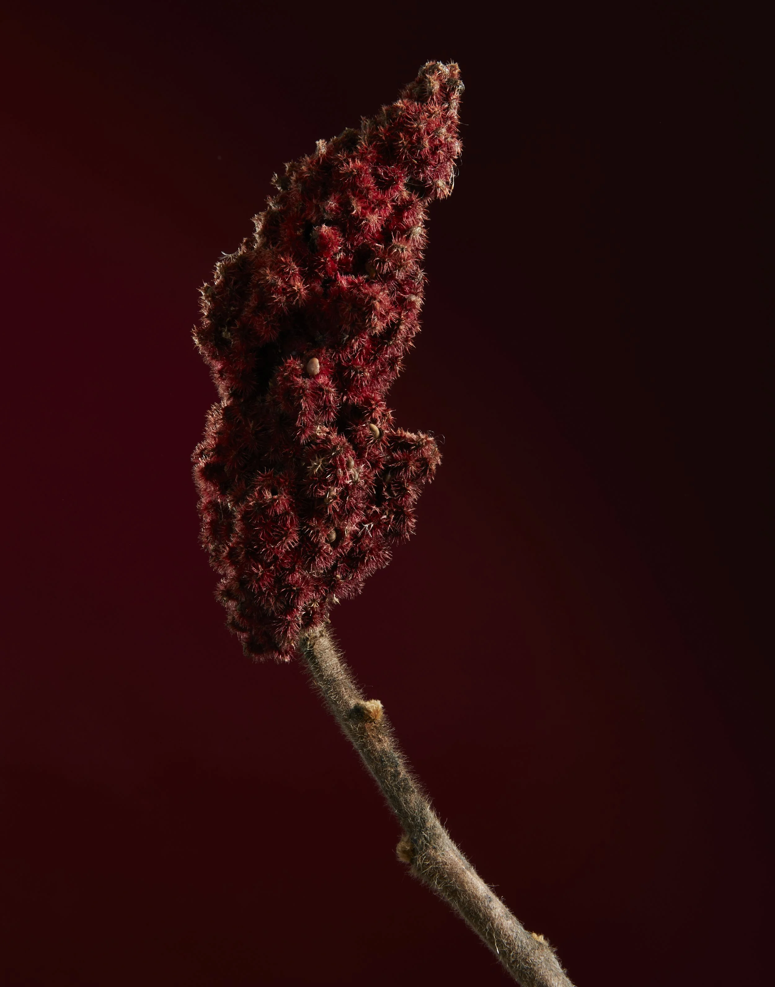 WinterFlora01.20.225508.jpg