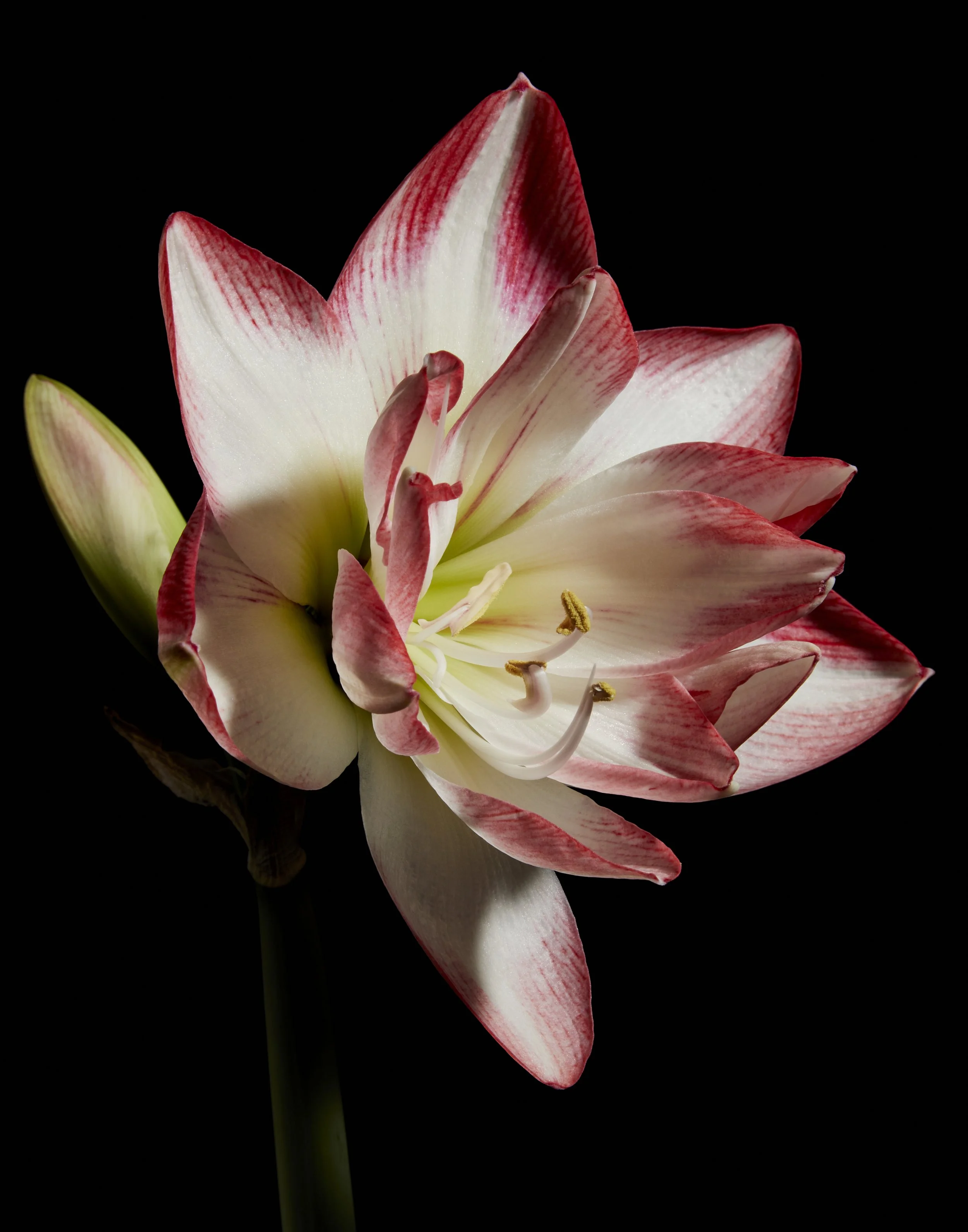 Amaryllis5841.jpg