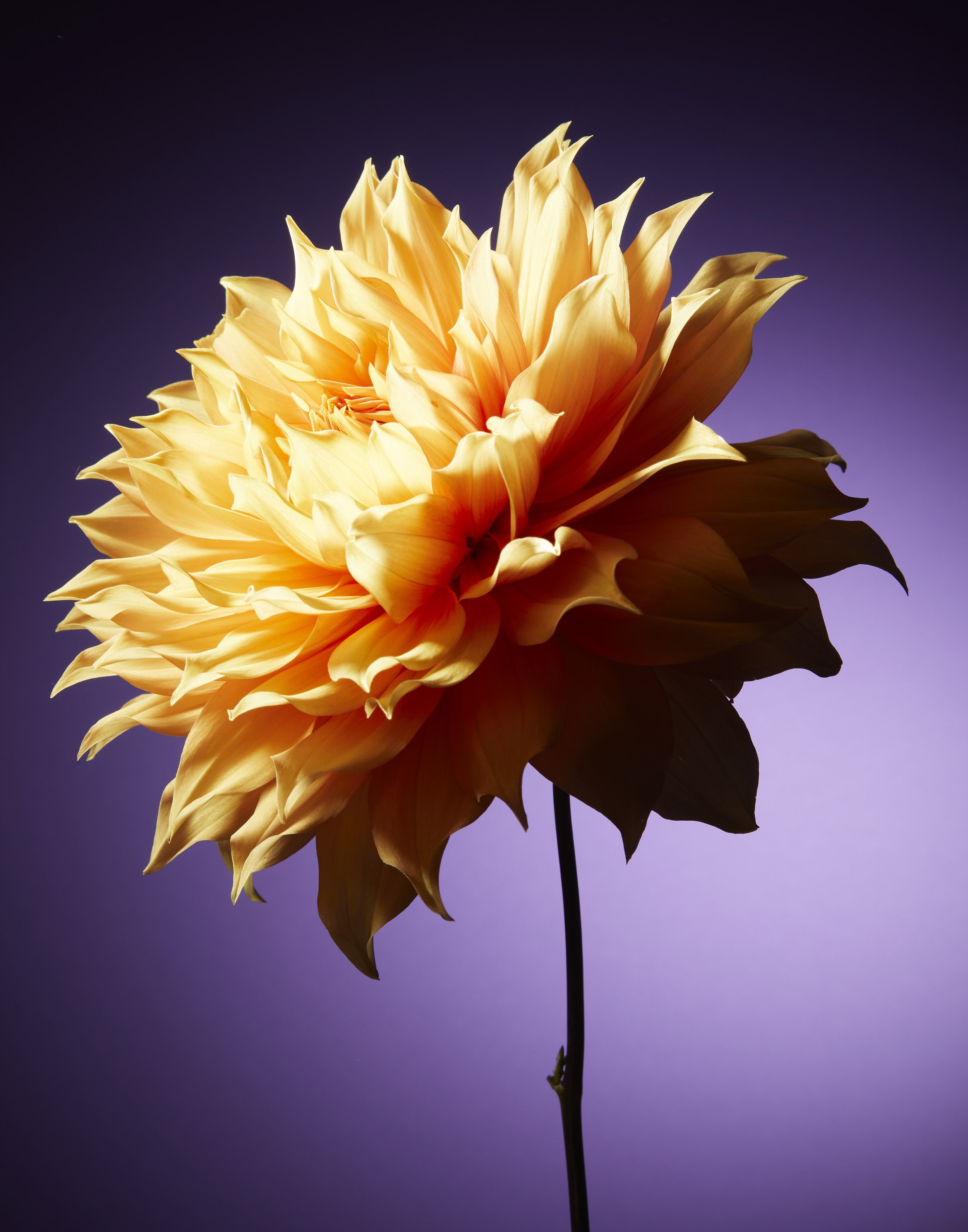 Flowers10.12.213433.jpg