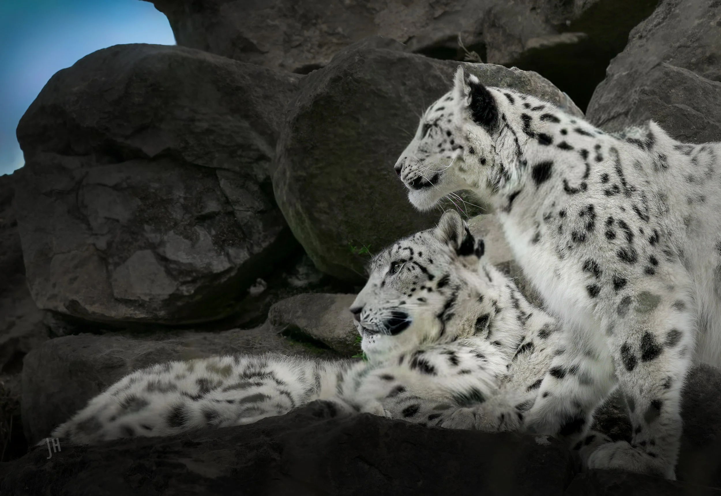 Group of snow leopards lying on rocks in a rocky environment.