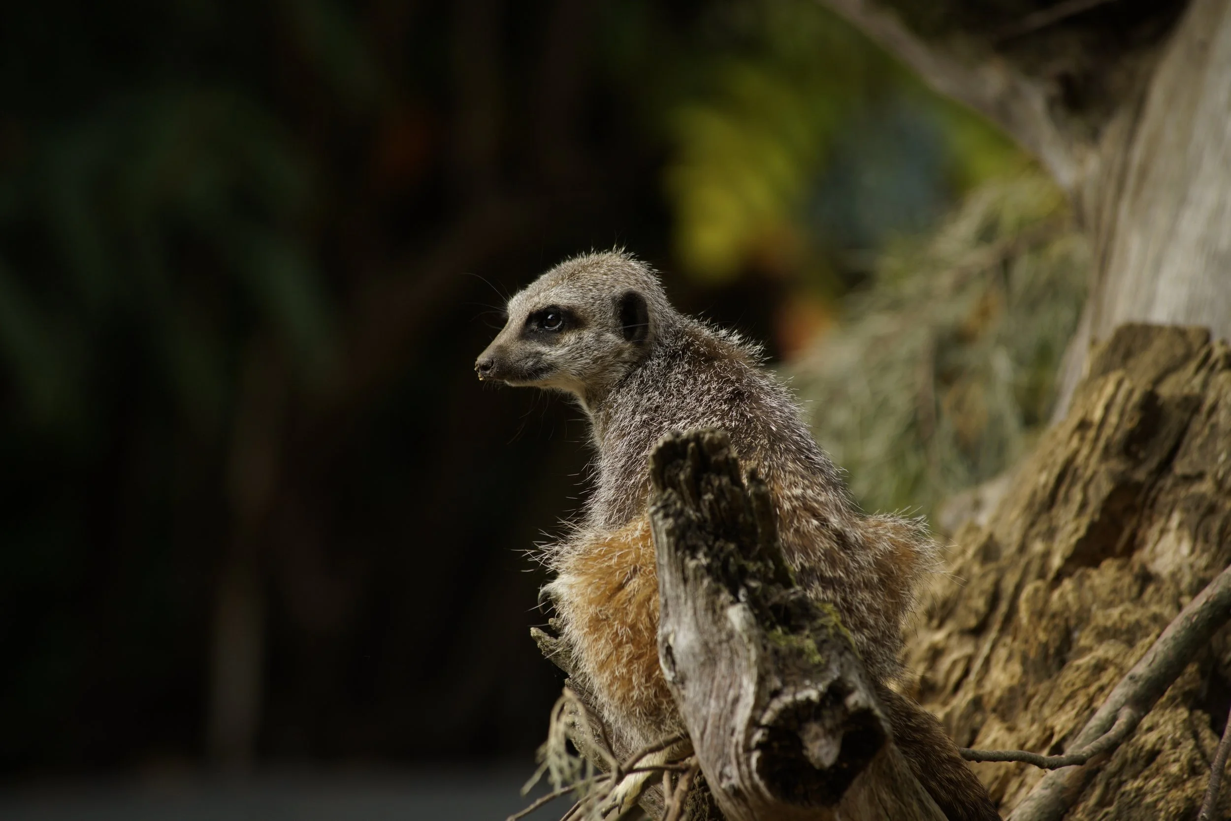 A meerkat standing on a tree branch with a blurred natural background.