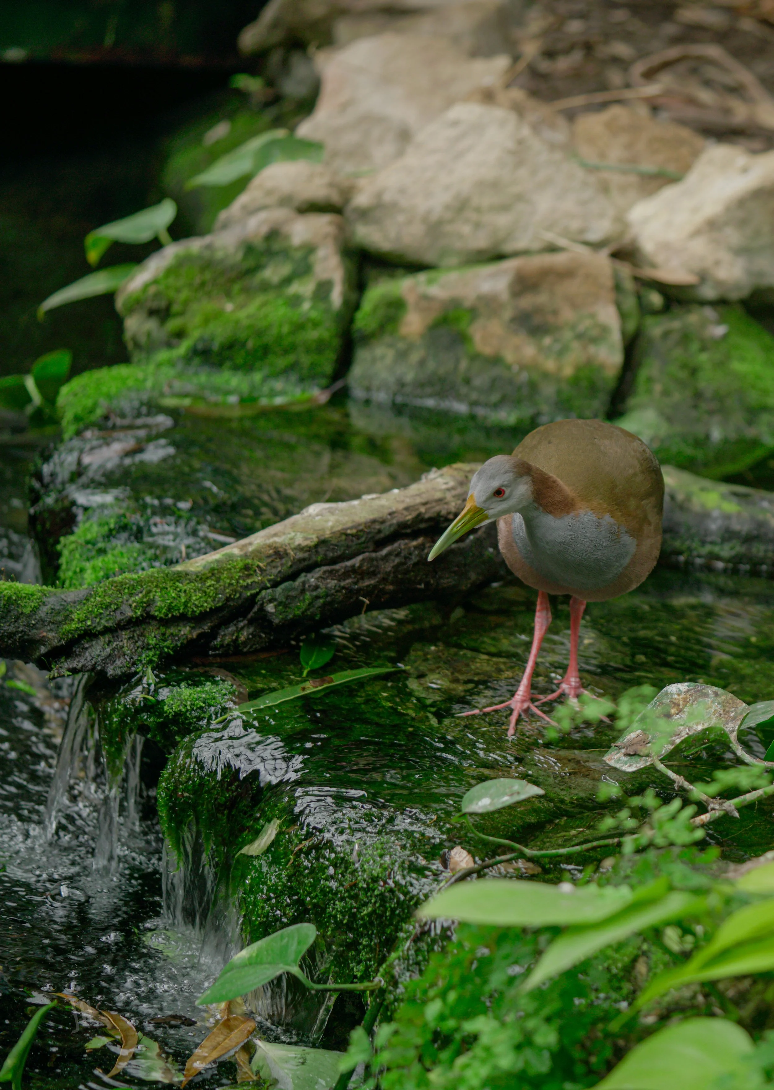 A bird with gray and brown feathers standing at the edge of a small waterfall in a lush green forest, surrounded by rocks, moss, and plants.