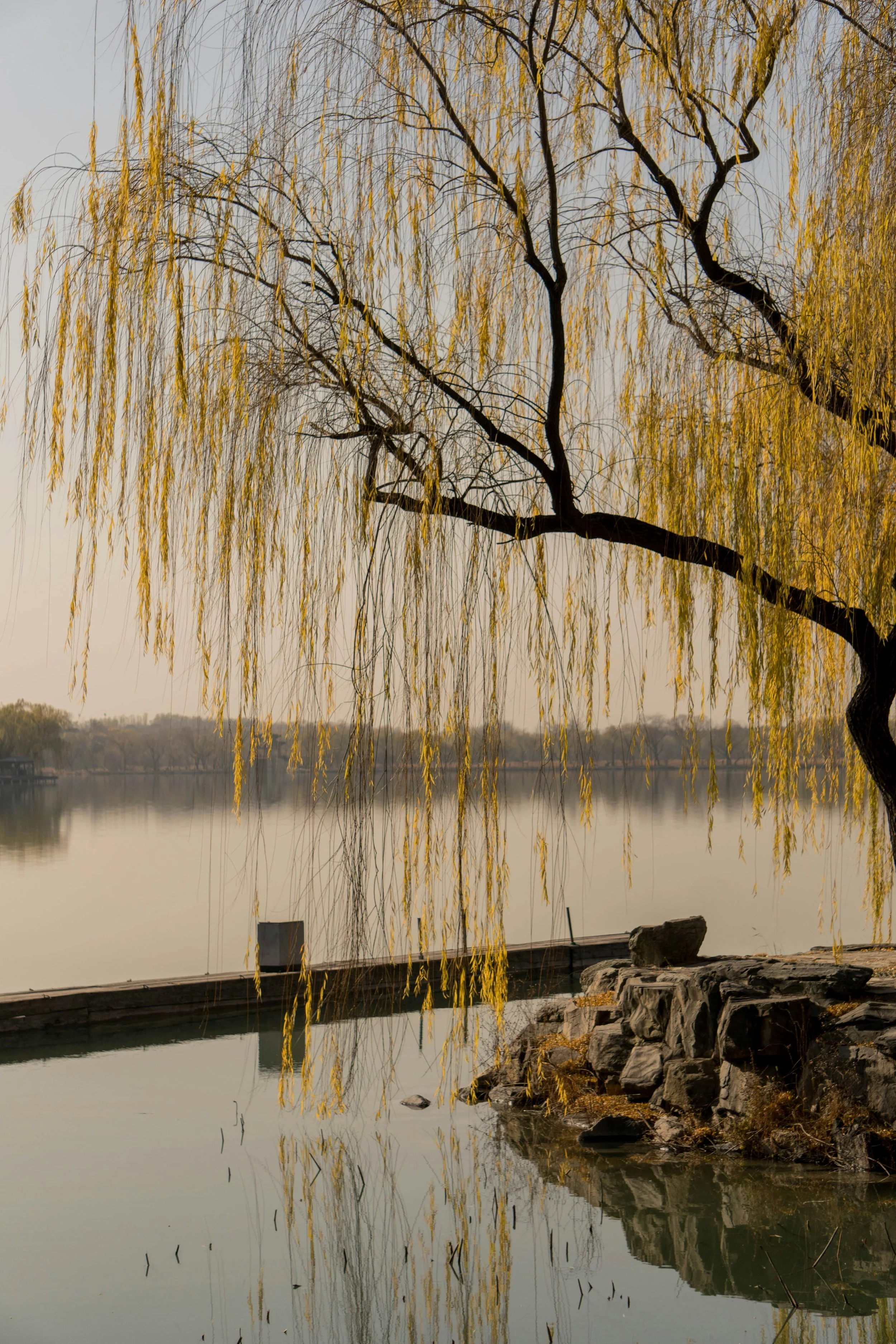 A lakeside scene with a large weeping willow tree with yellow leaves, rocks along the shore, and a calm body of water reflecting the tree and sky.