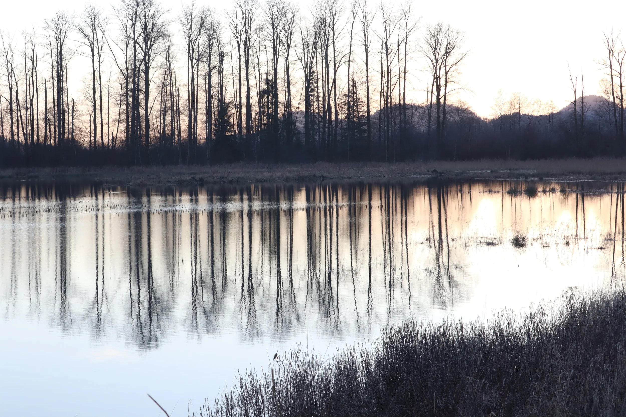 A calm body of water reflecting tall, leafless trees at dusk or dawn with a pastel-colored sky in the background.