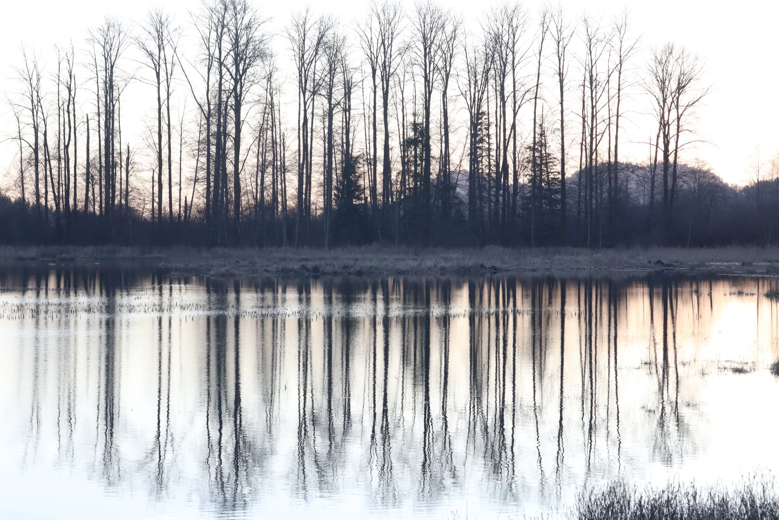A peaceful scene of leafless trees reflected in a calm body of water at dusk or dawn.