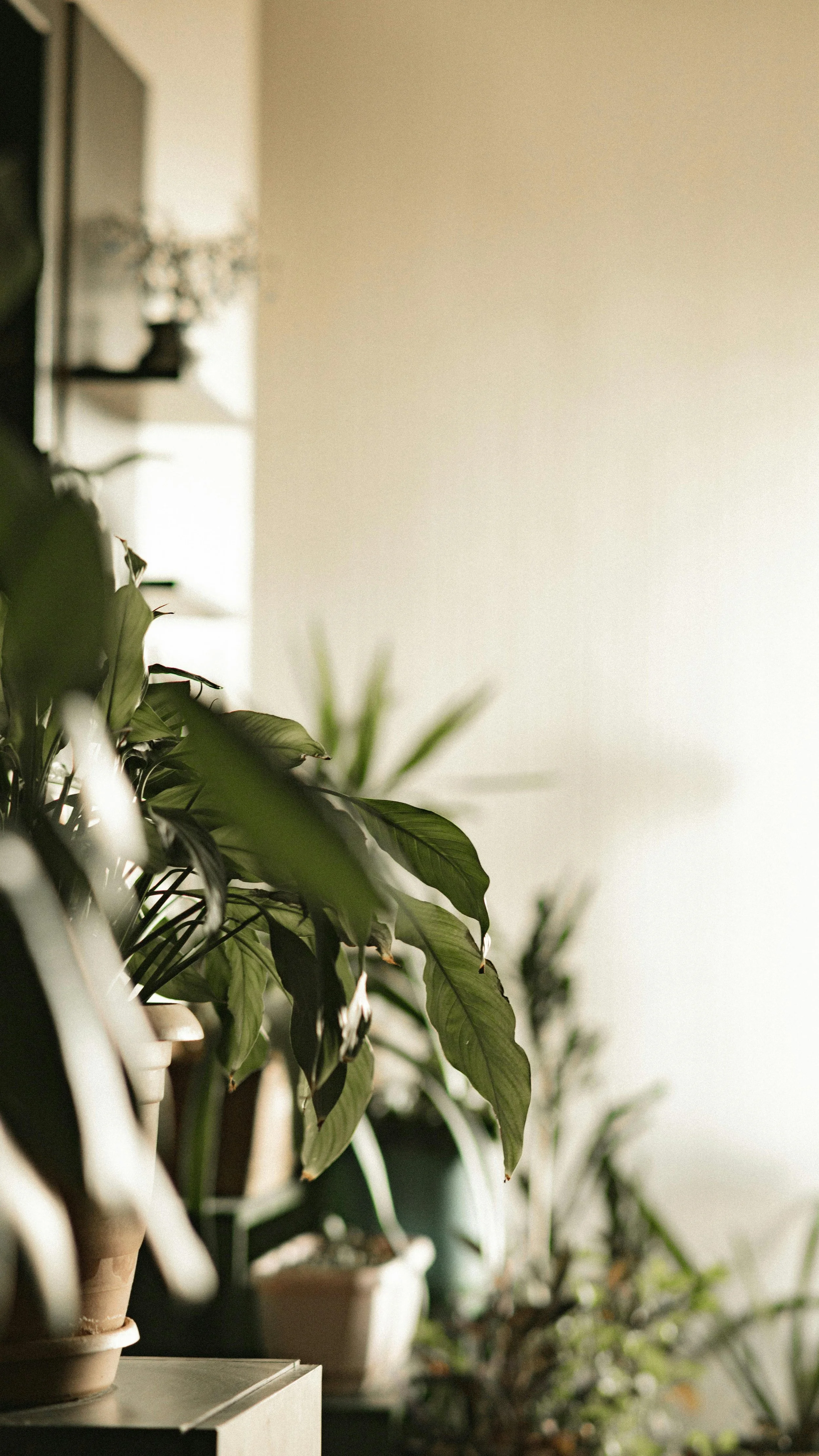 Indoor scene with potted plants on a white table, background with a beige wall and blurred shelves.