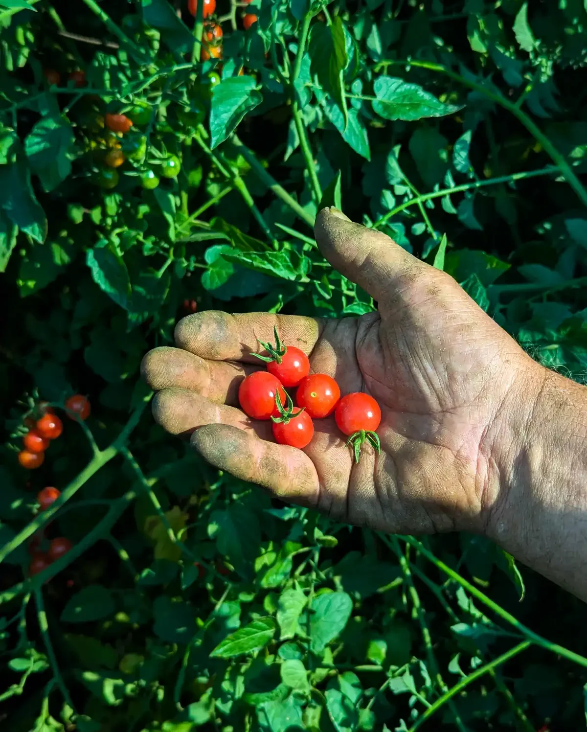 Meet the Grower: Birch Creek Farm