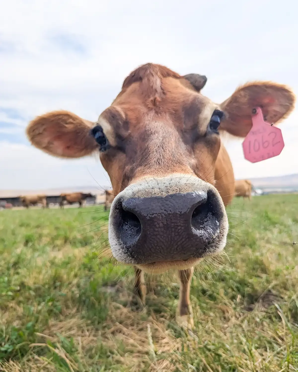 Meet the Farmer: Creamline Farms