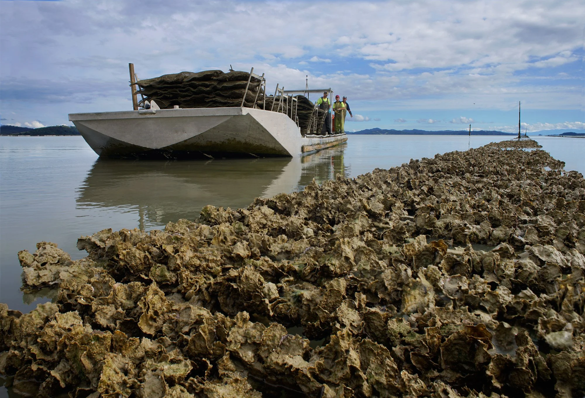 Clevedon Coast Oysters 2.jpg