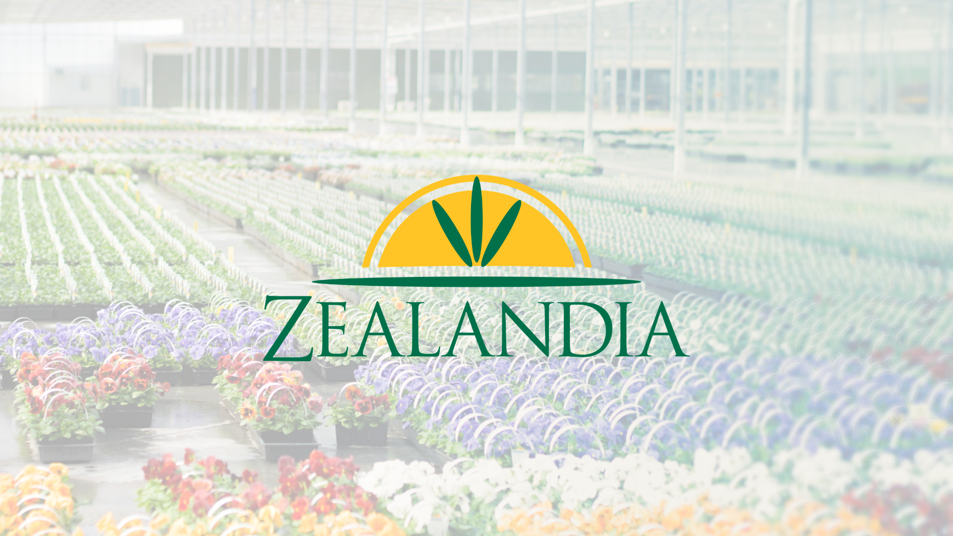 zealandia Banner.png