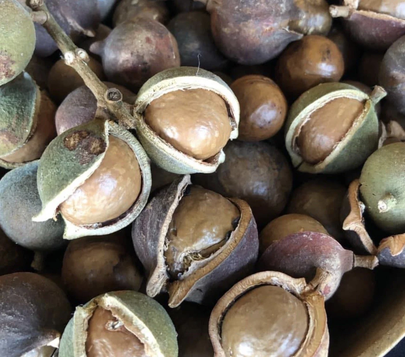 Ness Valley Nut Co.
