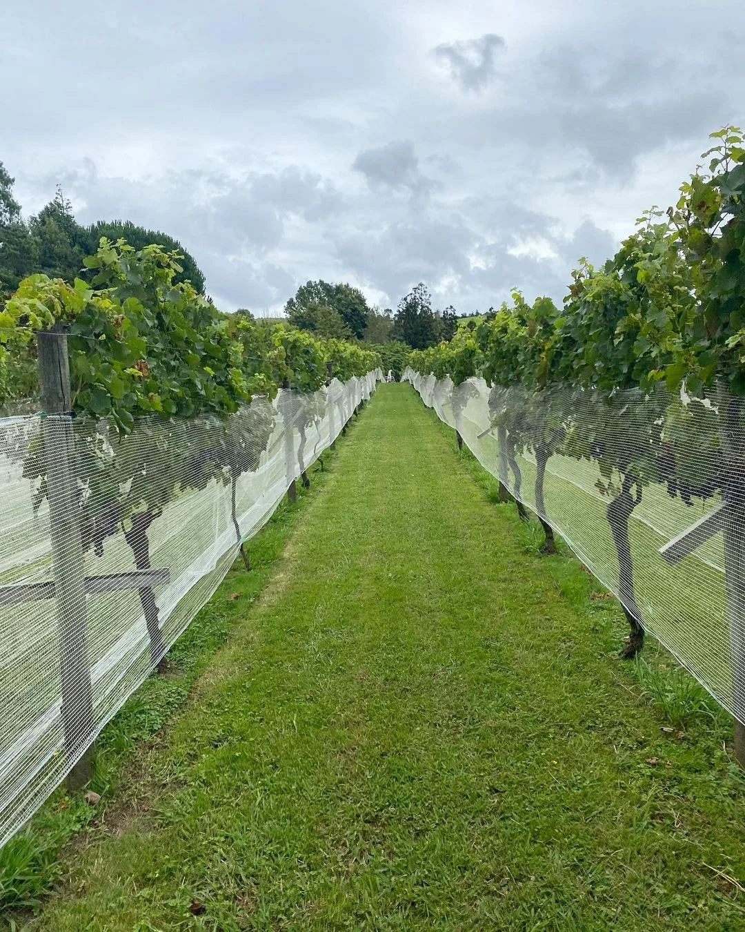 M.A.U. Wines 1.jpg