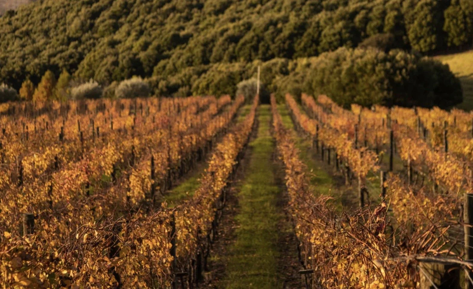 Clevedon Vineyard 1.jpg