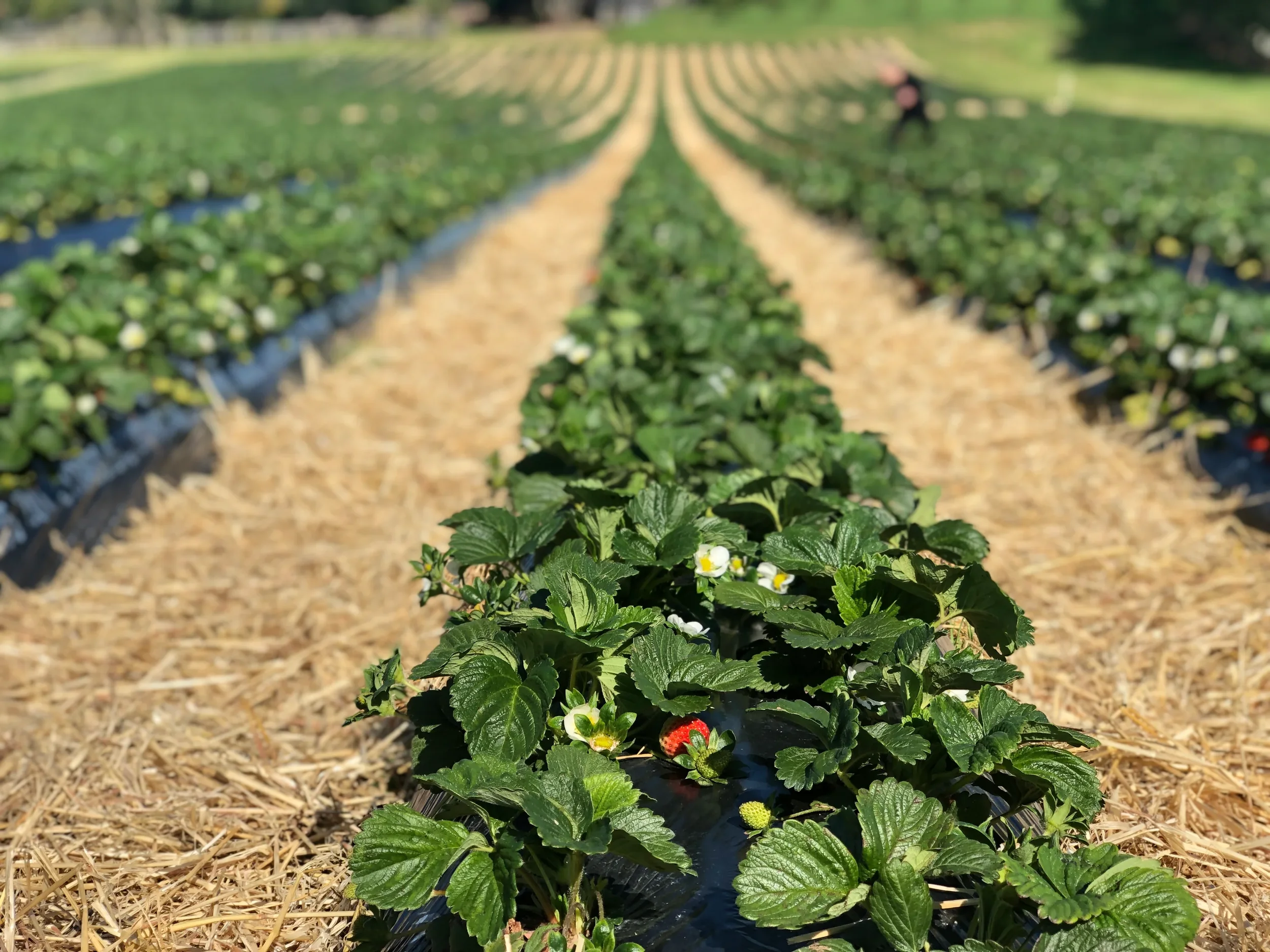 Clevedon Strawberries 3.webp
