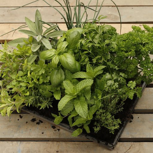 Clevedon Herbs and Produce 1.jpg