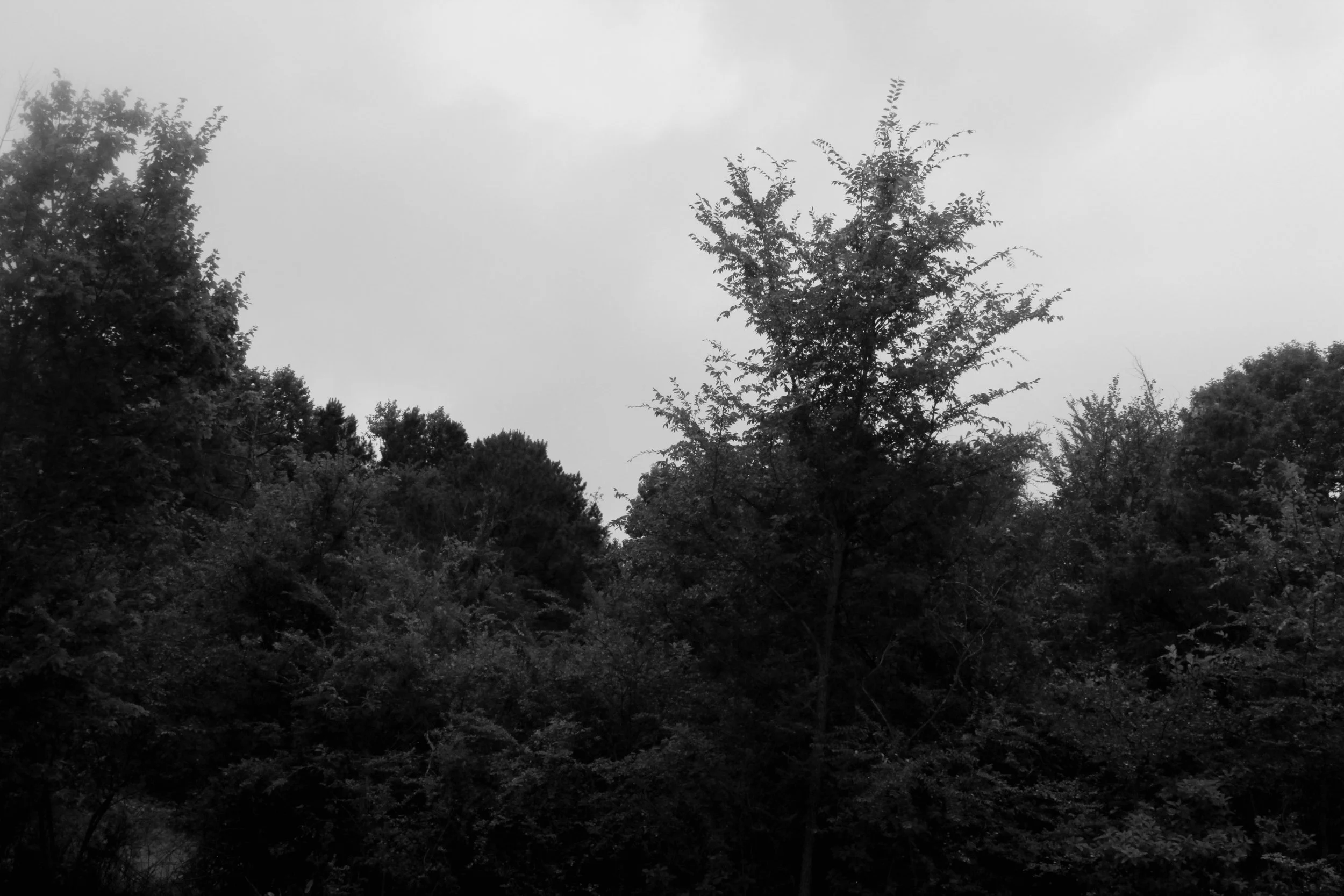 IMG_1022.jpeg