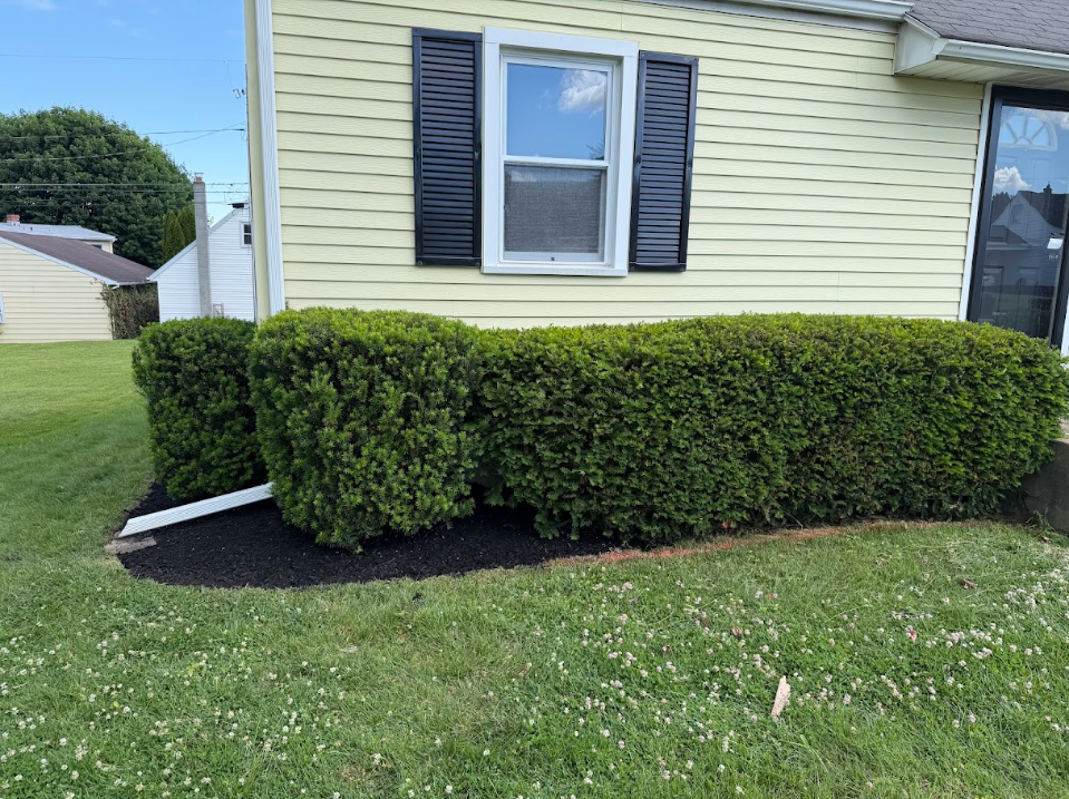 Well-maintained green bushes in front of a light yellow house with a window and black shutters, on a lawn with small white flowers.