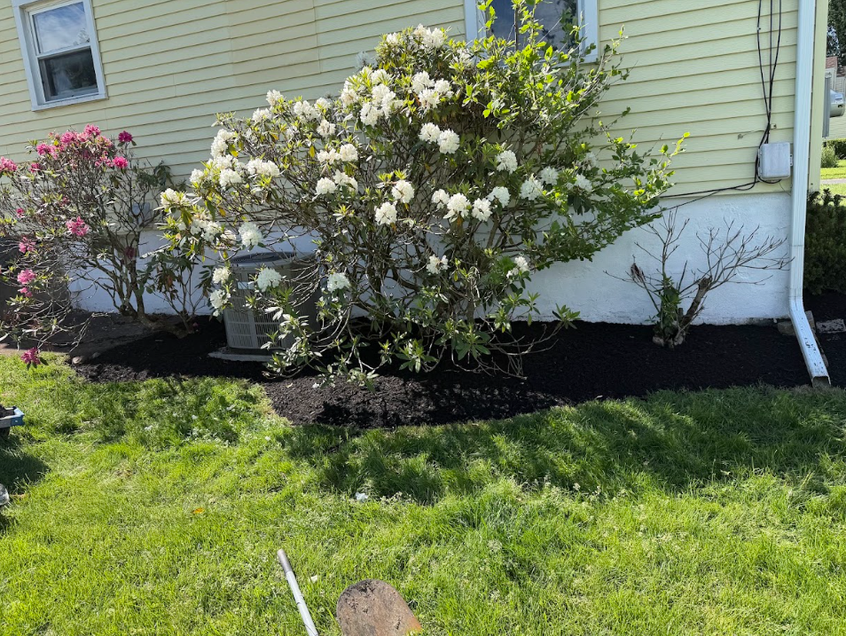 Newly landscaped garden bed with blooming white and pink azaleas in front of a yellow house with white trim.