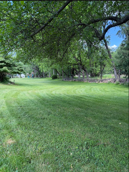 A grassy park area with large trees providing shade, and a clear blue sky with some clouds in the background.