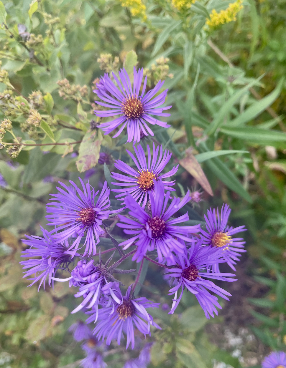 Cluster of purple wildflowers with thin petals and yellow centers among green foliage.
