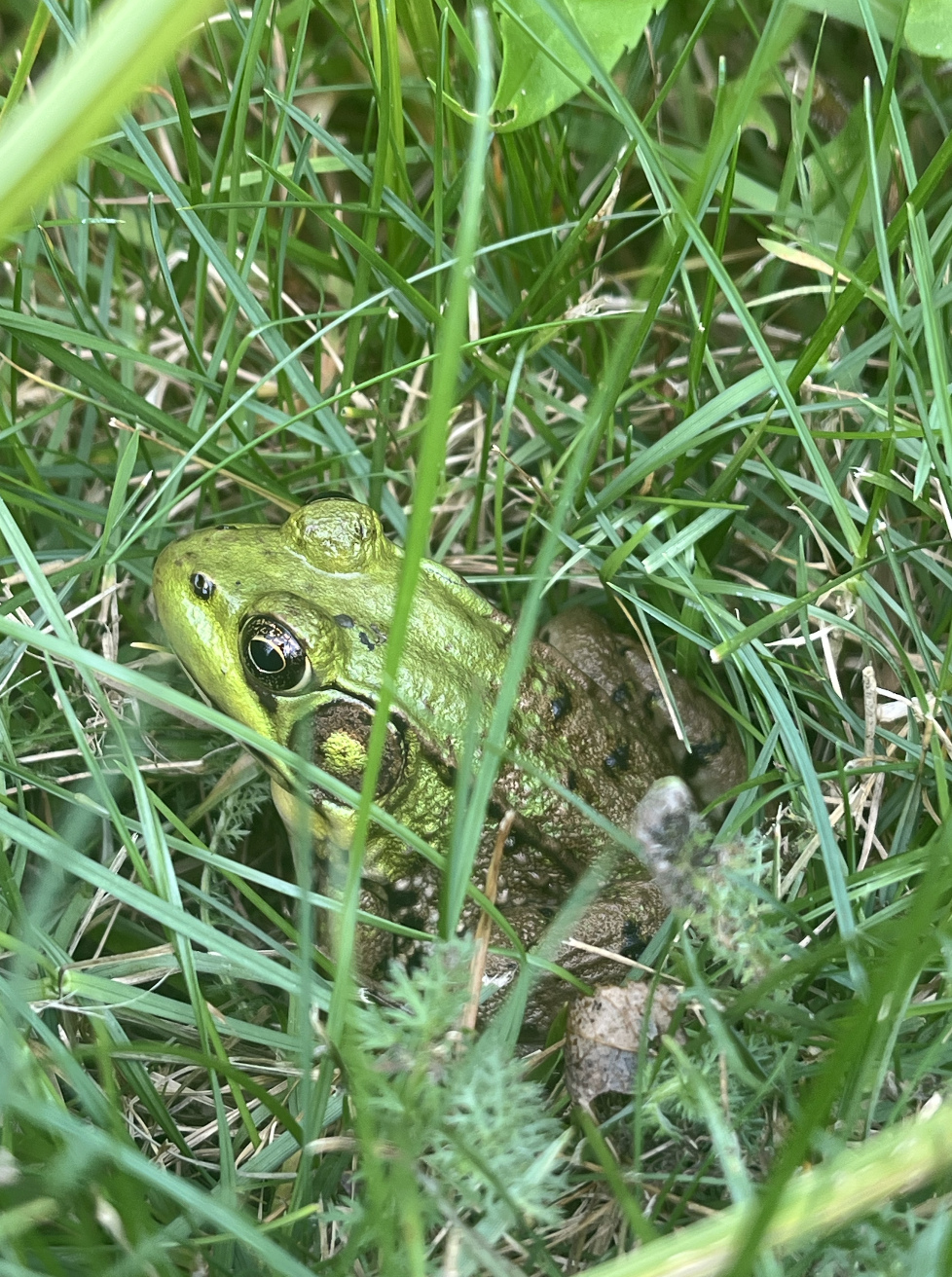 A green frog with black markings sitting in tall grass.