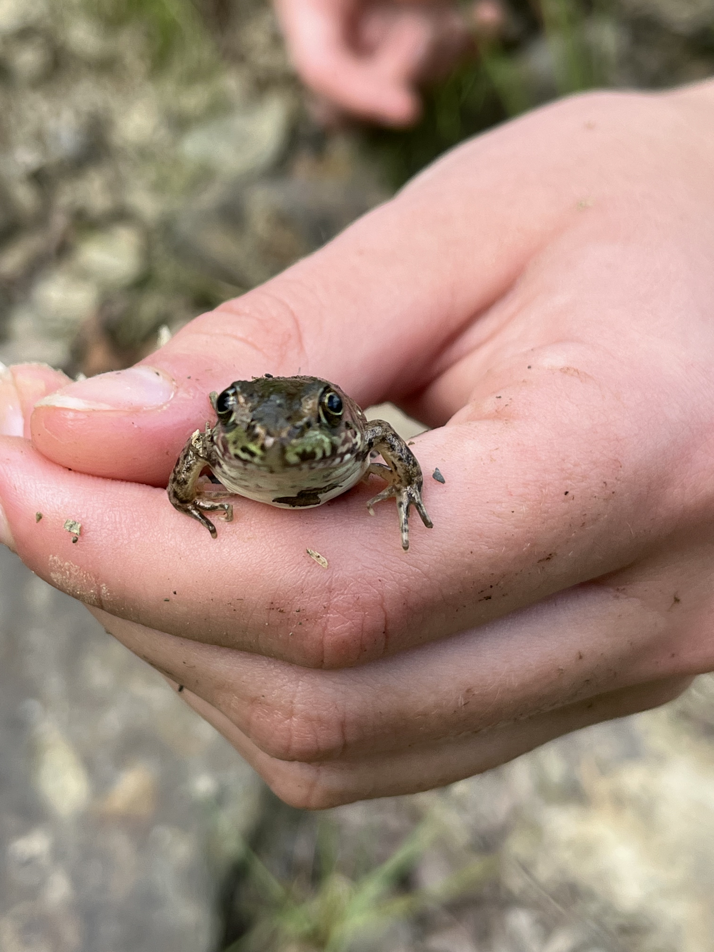 A person holding a small frog or toad with a bare hand on a rocky or gravel surface.