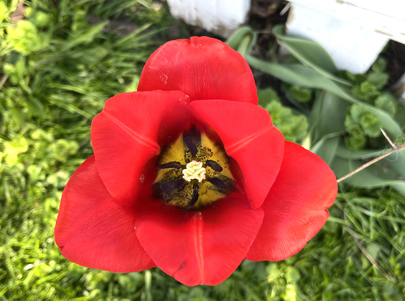 Close-up of a red tulip flower with black and yellow center, surrounded by green grass and foliage.