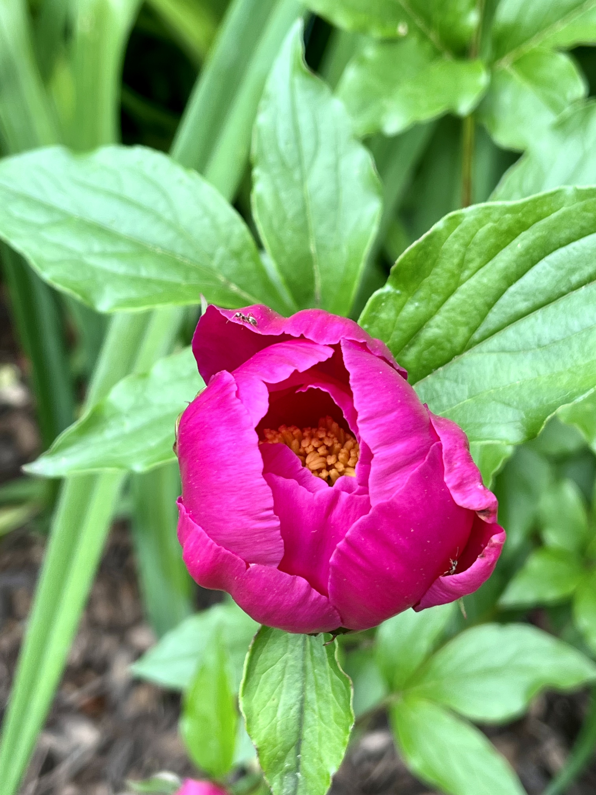 Close-up of a pink flower with green leaves surrounding it.