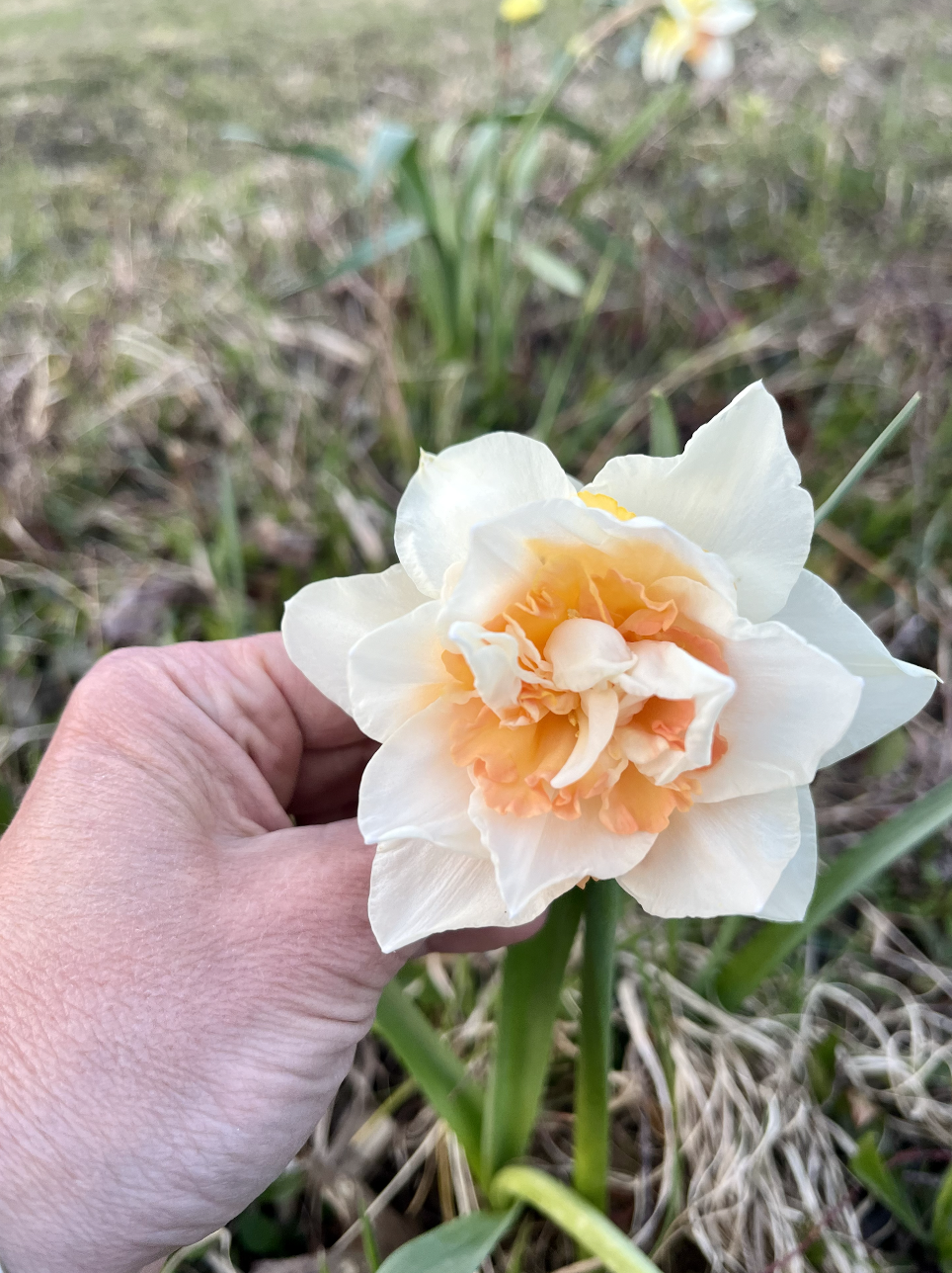 A person holding a large, pale peach flower with ruffled petals, outdoors among grass and other plants.