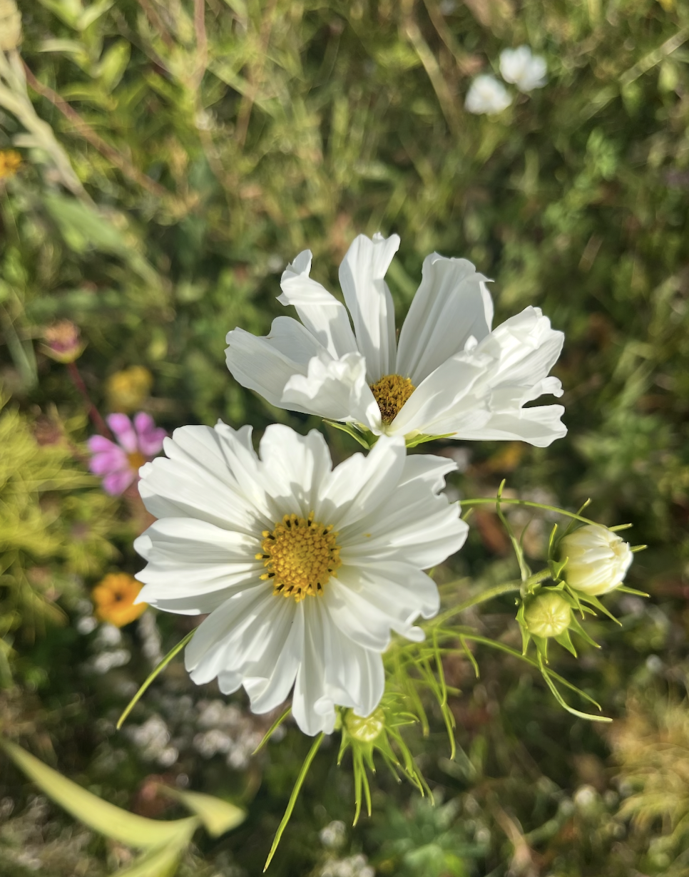 Close-up of two white flowers with yellow centers in a garden setting