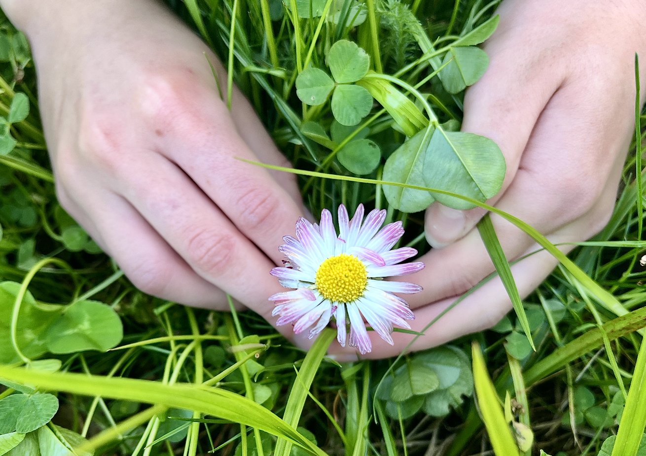 Two hands holding a small daisy flower with white petals and a yellow center, surrounded by green grass and clover leaves.