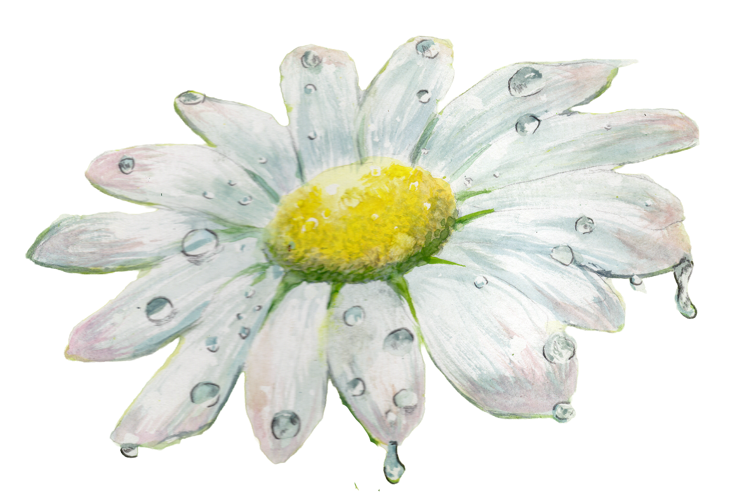 A watercolor painting of a white daisy flower with a yellow center and water droplets on its petals.