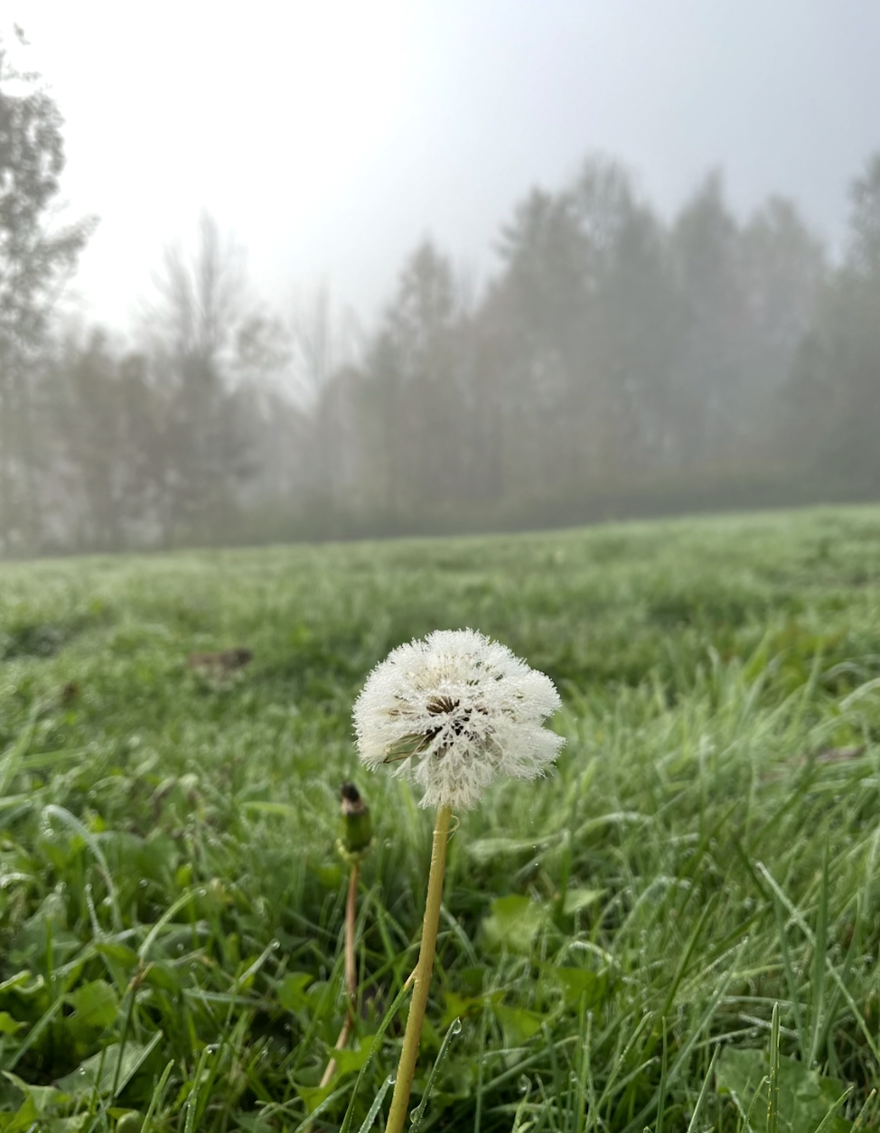 A close-up of a dandelion seed head in a grassy field on a foggy day with trees in the background.