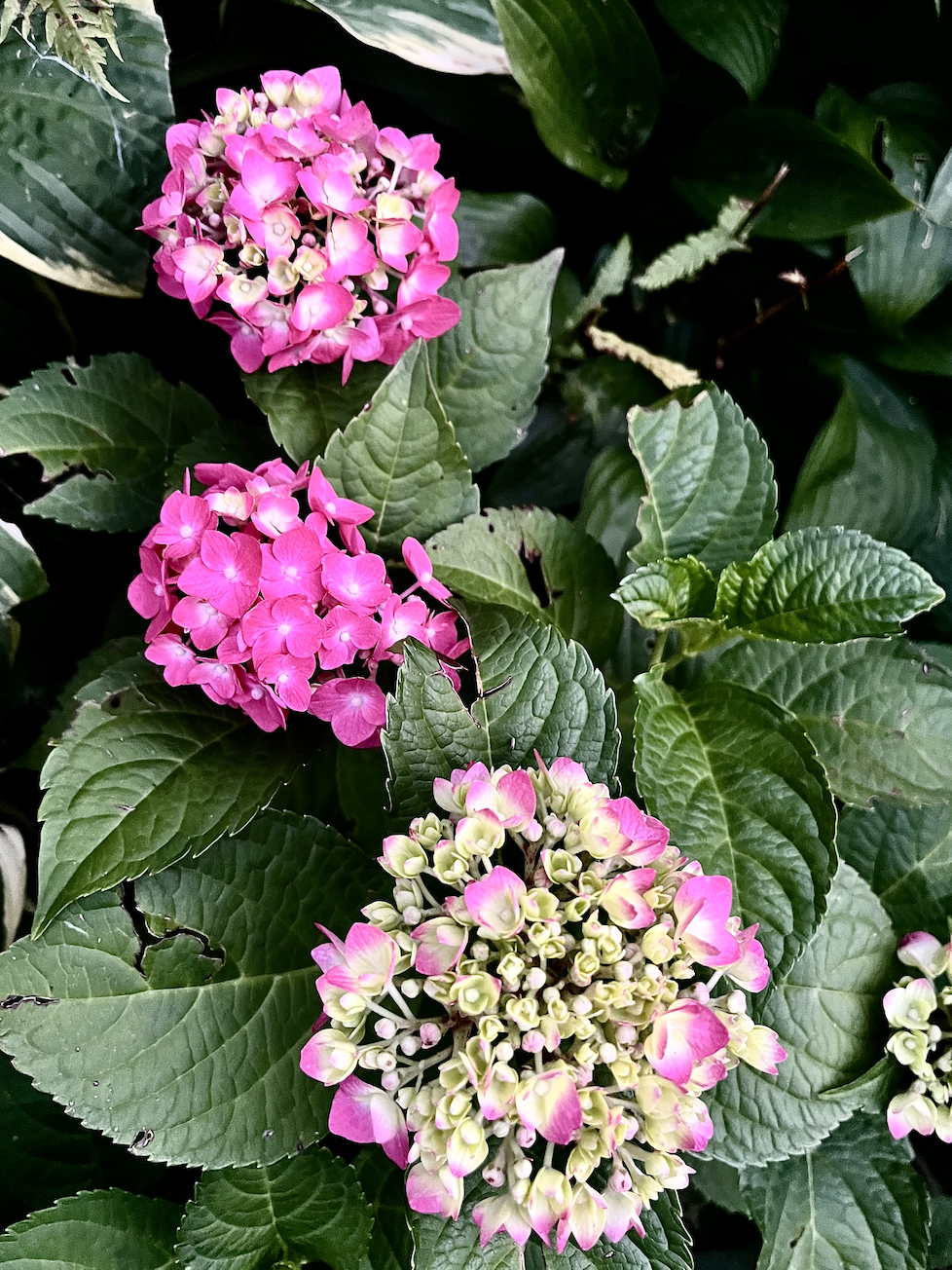 Pink and white hydrangea flowers among dark green leaves.