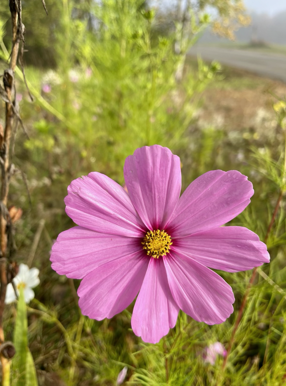 Close-up of a pink wildflower with a yellow center, surrounded by green grass and plants, with a blurred background of a rural road.