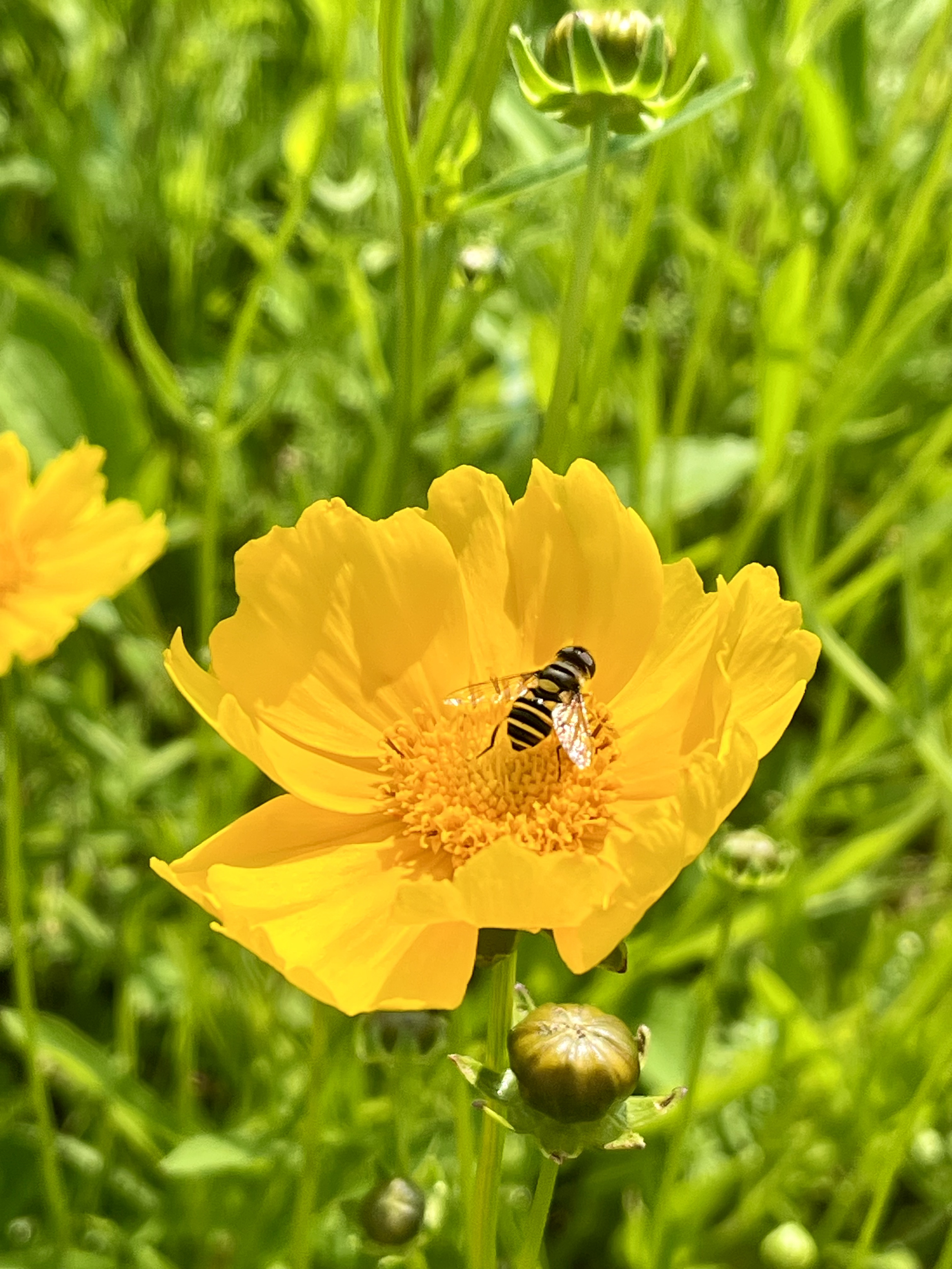 Close-up of a bright yellow flower with a bee collecting nectar, surrounded by green foliage and some flower buds.