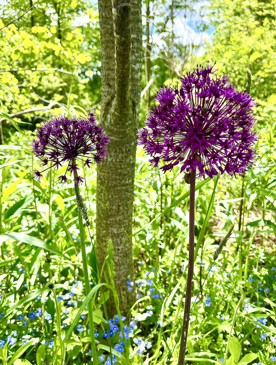 Purple allium flowers blooming among green grass and foliage in a sunlit forest.