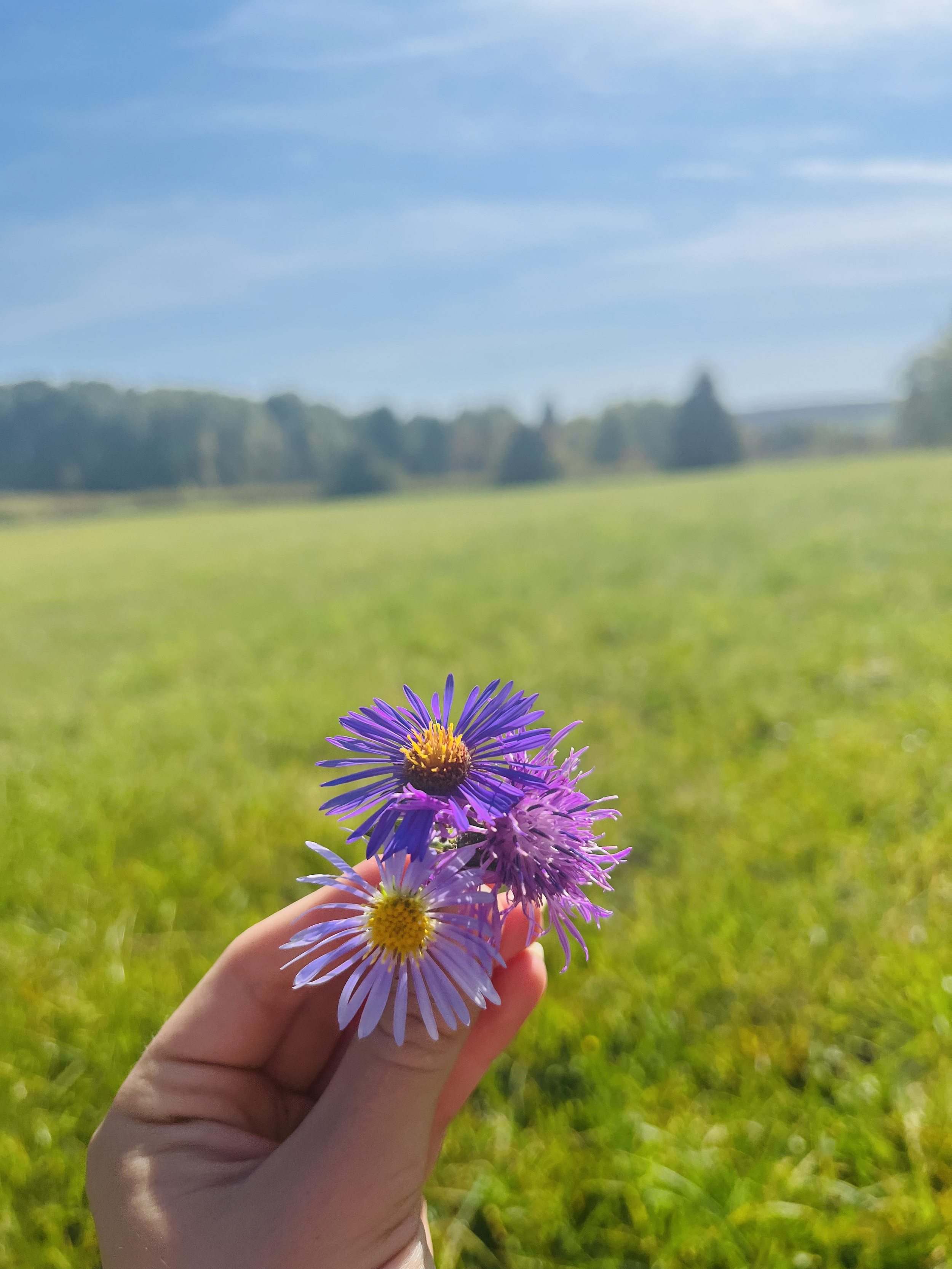 A hand holding a small bouquet of purple and white flowers with yellow centers, held up against a grassy field and blue sky with clouds in the background.