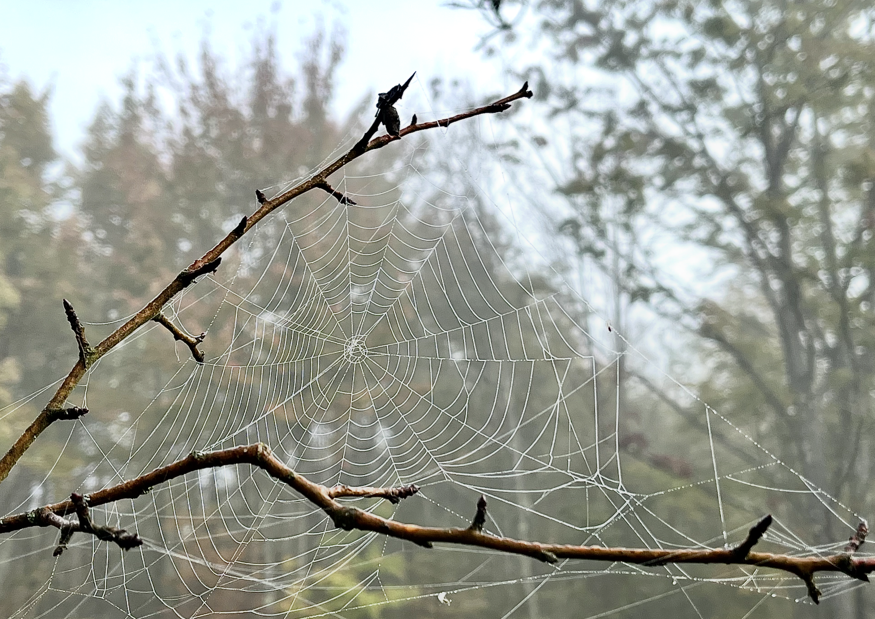 A spiderweb on a bare tree branch with a cloudy, foggy background.