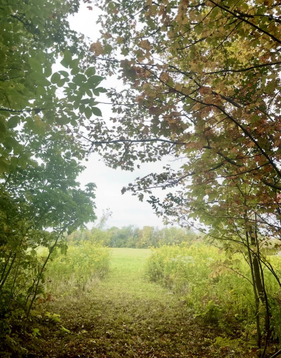 Camera looking through a natural archway of tree branches and leaves, opening to a grassy field with trees in the distance, during daytime.