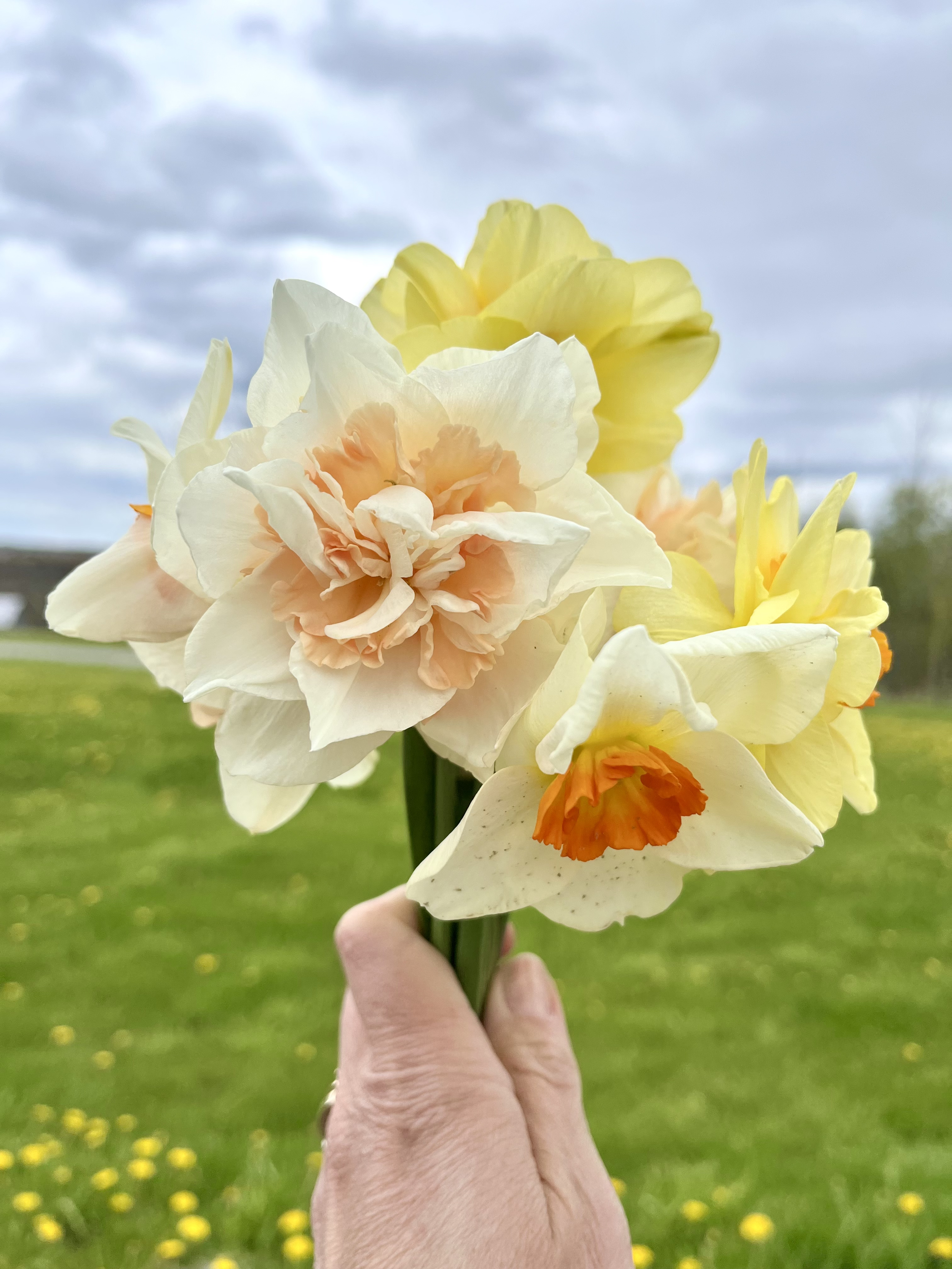 A hand holding a bouquet of yellow and cream-colored daffodils with orange centers, outdoors on a cloudy day with green grass in the background.