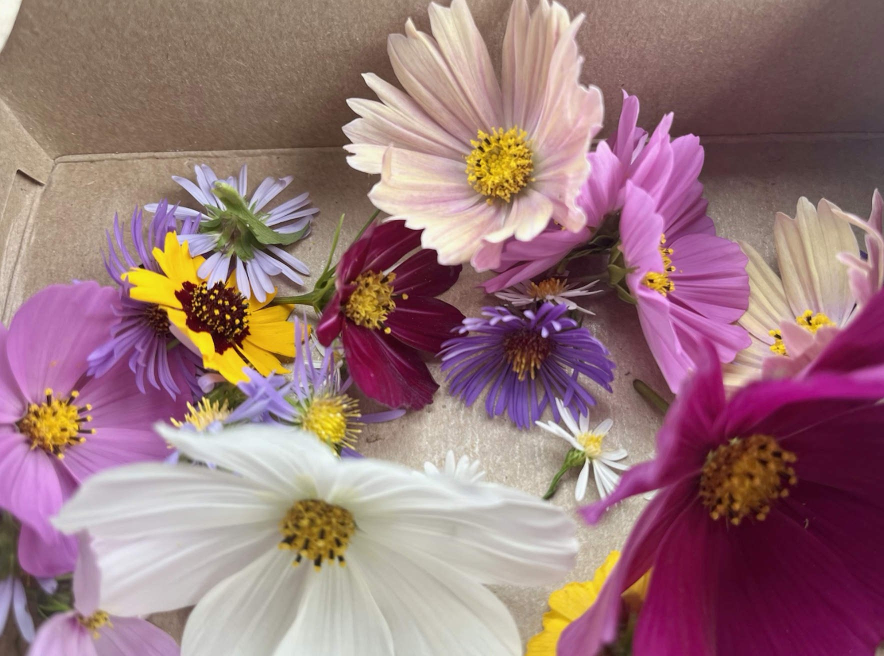 Colorful flowers including pink, purple, yellow, white, and maroon blossoms, arranged in a cardboard container.