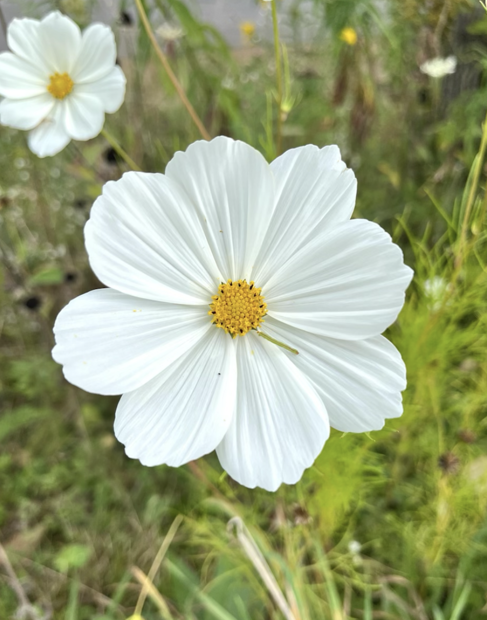 Close-up of a white flower with a yellow center, surrounded by green grass and foliage.