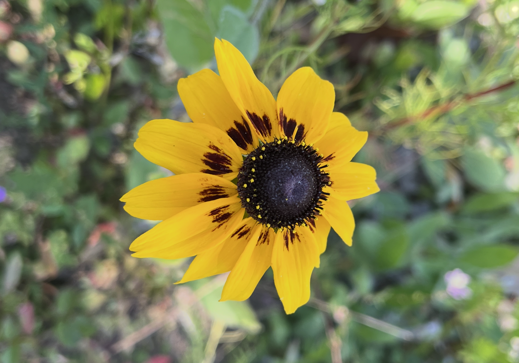 A close-up of a yellow sunflower with dark brown and yellow center, surrounded by green foliage.