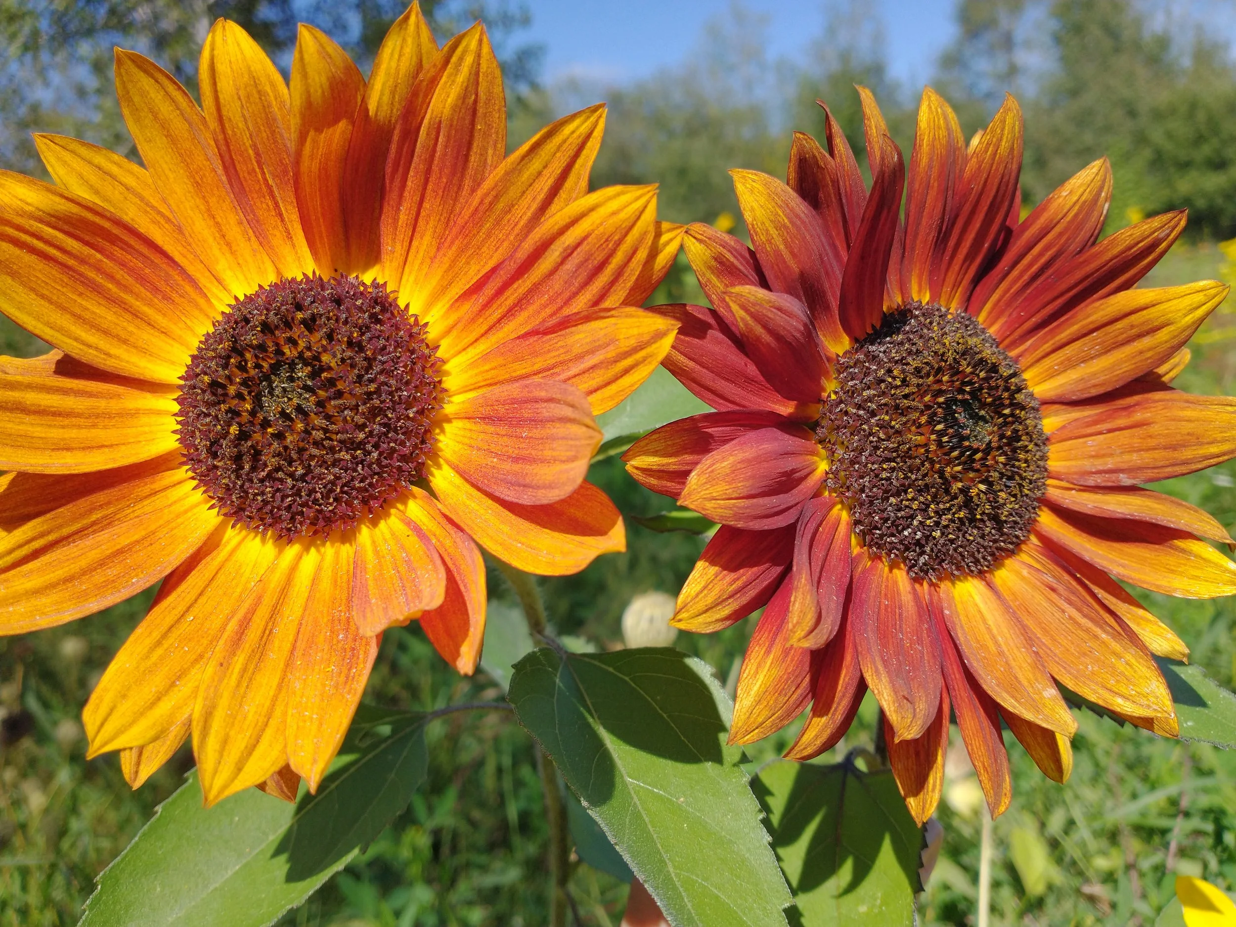 Two vibrant sunflowers with orange and red petals against a clear blue sky and green background.