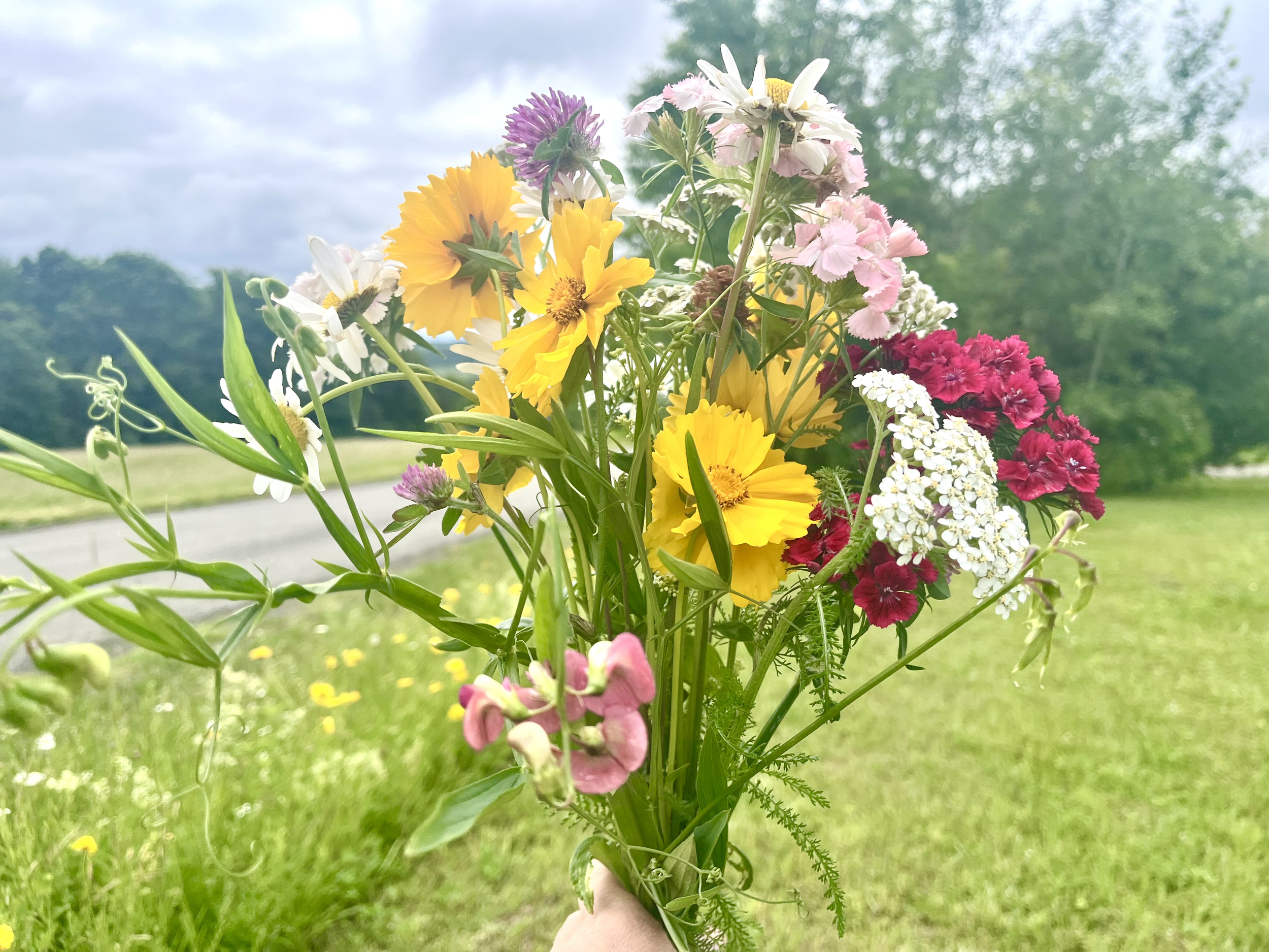 Hand holding a colorful bouquet of fresh flowers including daisies, sunflowers, and other wildflowers with a green field and trees in the background.