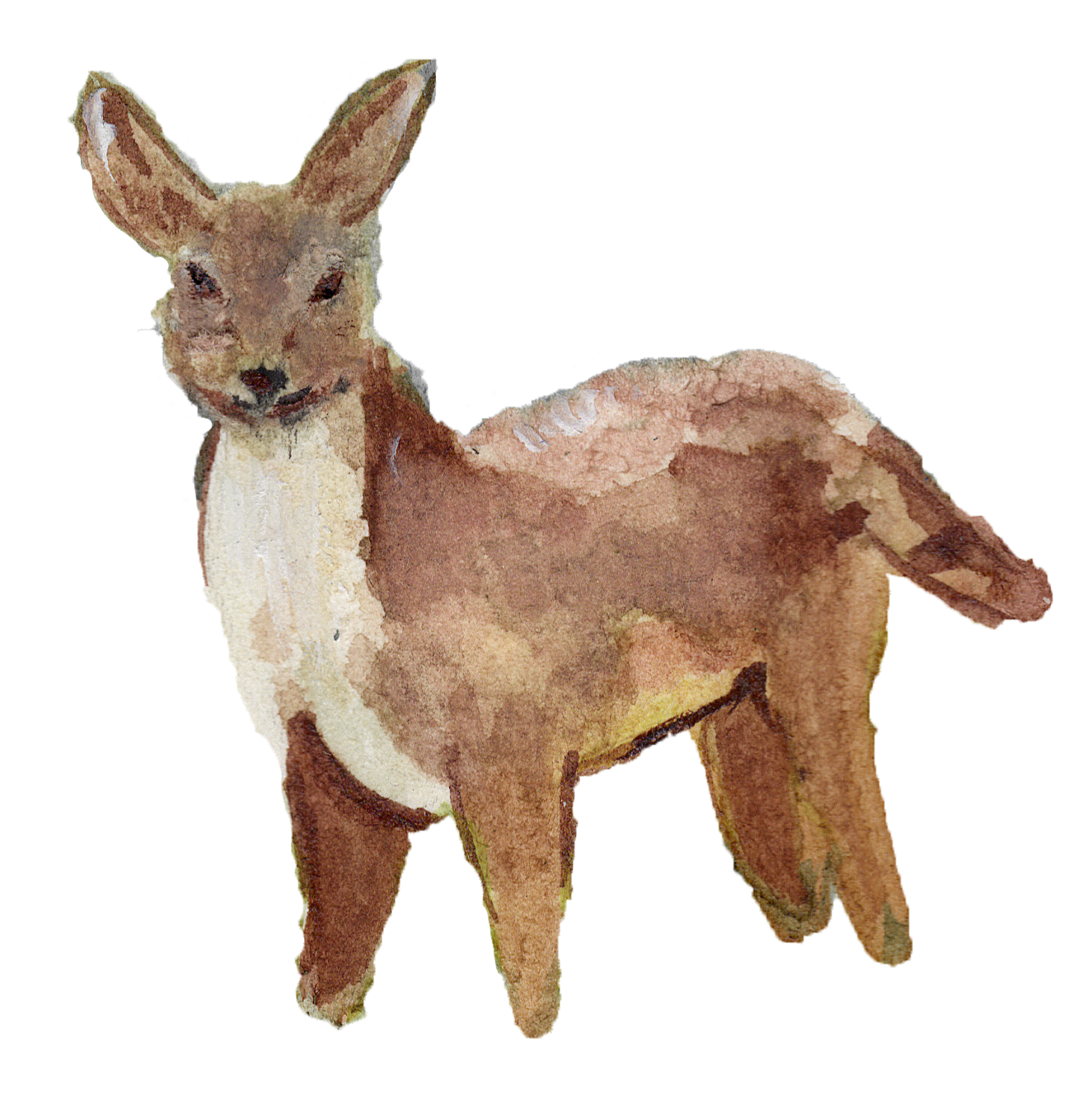 Watercolor painting of a young deer with large ears, tan fur, and a white belly standing against a plain background.