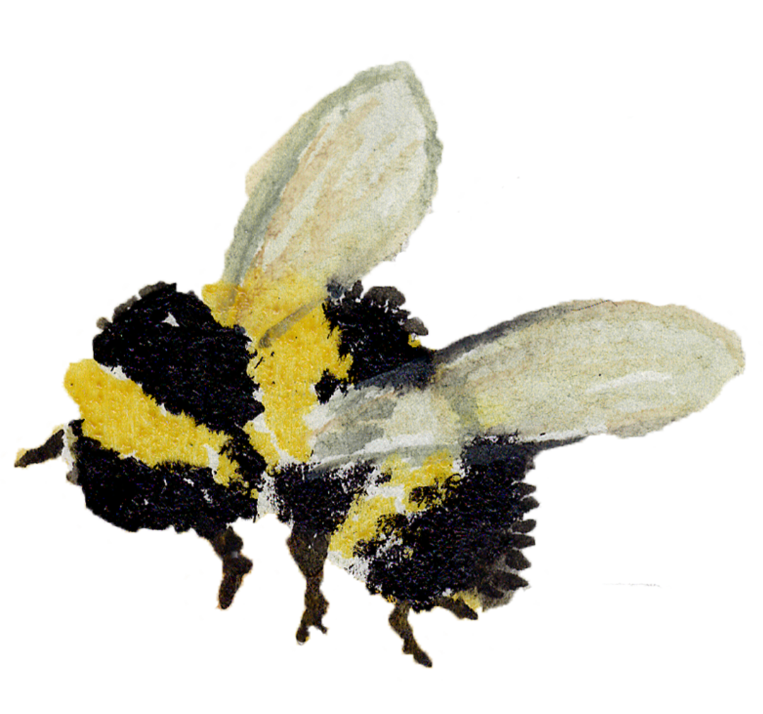 Close-up of a bumblebee with yellow and black stripes on its body and semi-transparent wings.
