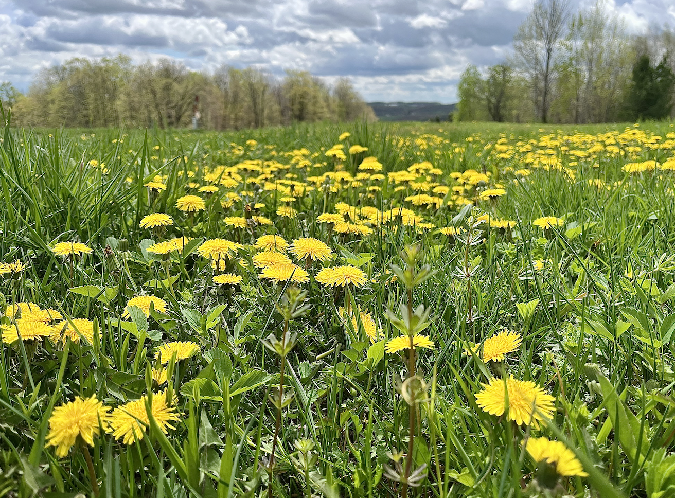 A field filled with bright yellow dandelions, green grass, and trees in the background under a partly cloudy sky.